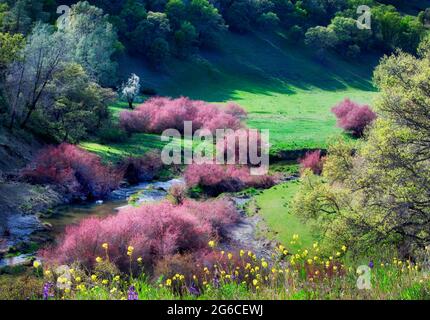 Salzeder oder fünf-Stamen Tamarisk (Tamarix chinensis {ramosissima} am Ufer des Bear Creek mit gelber Wallflower (Esysimum sp). Bear Valley, Califo Stockfoto