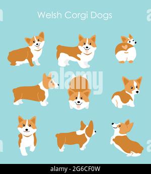 Vektor-Illustration von niedlichen und glücklichen welsh Corgi in verschiedenen Posen gesetzt. Lustige Corgi für Dekoration und Design im flachen Cartoon-Stil. Stock Vektor