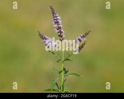 Blühende Wildpferde Minze, Mentha longifolia Stockfoto