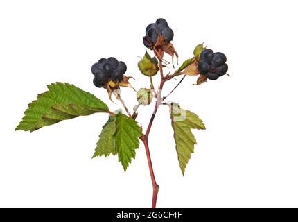 Zweig der europäischen Dewberry mit reifen Früchten isoliert auf weiß, Rubus caesius Stockfoto