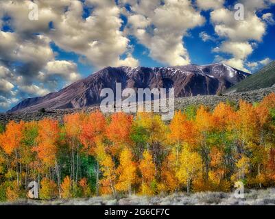 Blutige Canyon. Espe Bäume in Herbstfarben. Östlichen Berge der Sierra Nevada, Kalifornien Stockfoto