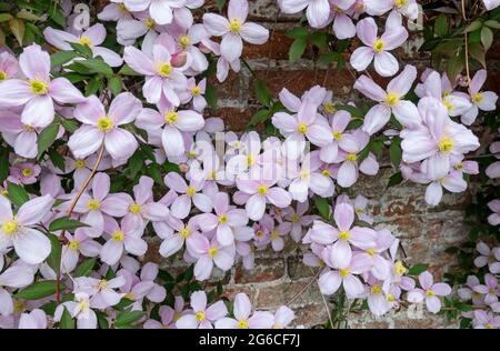 Nahaufnahme von rosa Clematis 'Montana'-Blüten, die im Frühjahr an einer Wand im Garten wachsen England Vereinigtes Königreich GB Großbritannien Stockfoto