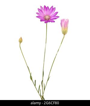 Lila Blume der jährlichen ewigen oder Immortelle, isoliert auf weiß, Xeranthemum annuum Stockfoto