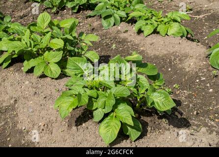 Kartoffelpflanzen Kartoffeln 'Maris Peer' Gemüseanbau im Garten im Frühjahr England Vereinigtes Königreich GB Großbritannien Stockfoto