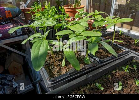 Nahaufnahme der Schale mit Sonnenblumenkeimlingen Sonnenblumen-Keimling, der im Frühjahr im Gewächshaus wächst England Vereinigtes Königreich GB Großbritannien Stockfoto