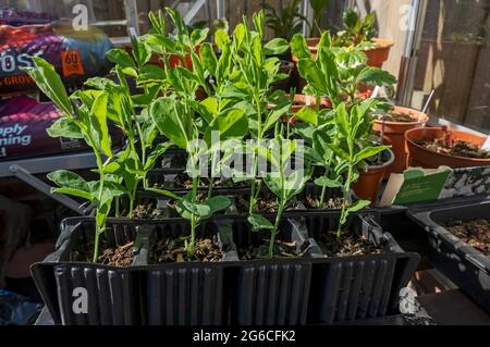 Nahaufnahme von Keimlingen aus Erbsen Pflanzen in Wurzeltrainertöpfen im Gewächshaus im Frühjahr England Vereinigtes Königreich GB Großbritannien Stockfoto