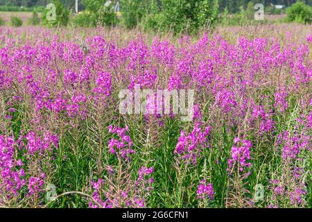 Blühendes Feld mit roten Blumen des Ivan-Tees auf dem Hintergrund eines grünen Waldes an einem heißen Sommertag. Nahaufnahme Stockfoto