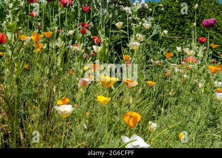 Nahaufnahme von Escholzia Calfornica und Mohnblumen Blumen blühen in einem Blumengarten im Sommer wächst England UK Vereinigtes Königreich GB Great Brit Stockfoto