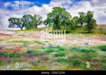 Mischung aus Wildblumen Eichen stehen. Kern County, Kalifornien. Stockfoto