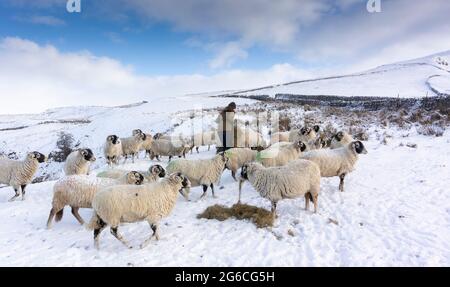 Hirtin, die in einem Wintersturm eine Herde von Swaledale-Schafen auf Moorland füttert, North Yorkshire, Großbritannien. Stockfoto