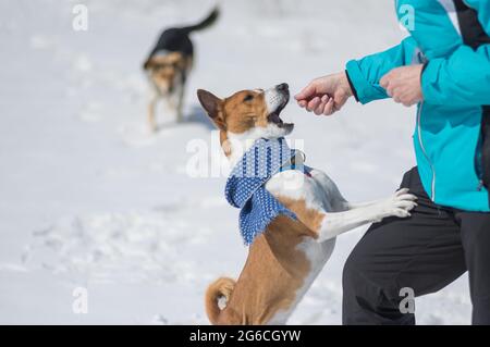 Der kunstvolle Basenji-Hund bittet den Meister, ihm an diesem kalten Tag etwas zu essen zu geben, während er im Winter draußen spielt. Ein anderer Hund wartet in einiger Entfernung an der Reihe. Stockfoto