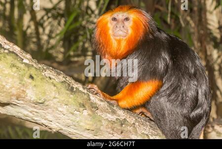 Porträt eines goldköpfigen Löwentamarin (Leontopithecus chrysomelas), der auf einem Ast sitzt Stockfoto