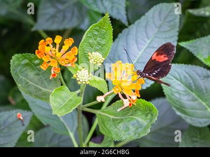 Roter Postman-Schmetterling (Heliconius erato), der auf einer gelben Blume sitzt Stockfoto