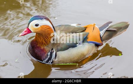 Alleinerziehende Madarin-Ente, die im Wasser schwimmend ist Stockfoto