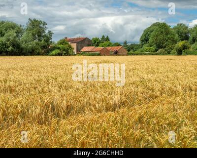 Blick über ein Feld aus gelbem Weizen oder Gerste zu einer alten roten Ziegelmühle in der Ferne an einem sonnigen Tag. Stockfoto