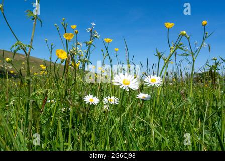 Hochland Kalkstein Heuwiese voller Wildblumen im Frühsommer, Cumbria, Großbritannien. Stockfoto