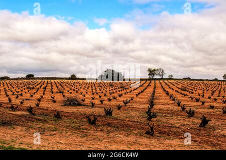 Landschaft aus Weinbergen mit roten Land unter grauem Himmel in Castilla la Mancha, Spanien Stockfoto