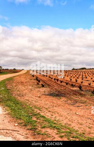 Landschaft aus Weinbergen mit roten Land unter grauem Himmel in Castilla la Mancha, Spanien Stockfoto