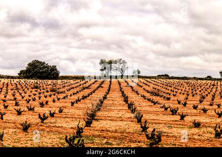 Landschaft aus Weinbergen mit roten Land unter grauem Himmel in Castilla la Mancha, Spanien Stockfoto