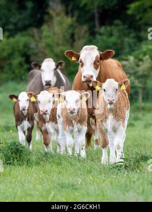 Pedigree Simmental Rinderkühe und Kälber auf Weiden in der Nähe von Annan, Schottland, Großbritannien. Stockfoto