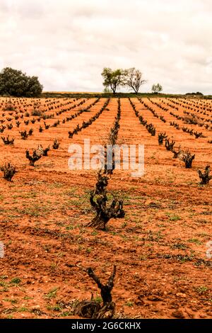 Landschaft aus Weinbergen mit roten Land unter grauem Himmel in Castilla la Mancha, Spanien Stockfoto