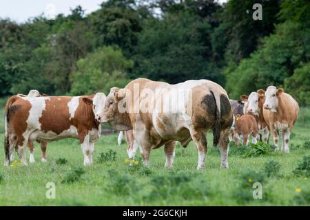 Kräftiger Fleckvieh-Bulle mit Stammbäumen Fleckvieh-Kühen im Feld, Schottland, Großbritannien. Stockfoto