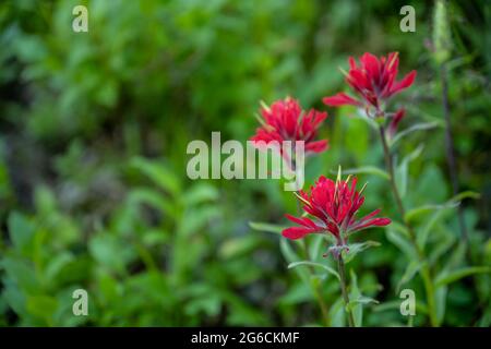 Drei rote Pinselblumen blühen im Sommer in den Bergen Stockfoto