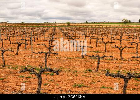 Landschaft aus Weinbergen mit roten Land unter grauem Himmel in Castilla la Mancha, Spanien Stockfoto