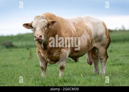 Kraftvoller Pedigree Simmentaler Rinderbulle auf Weide, Annan, Schottland, Großbritannien. Stockfoto