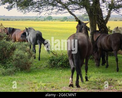 Wildpferde und Ponys im New Forest National Park, Hampshire, Großbritannien Stockfoto