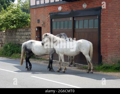 Wildpferde und Ponys im New Forest National Park, Hampshire, Großbritannien Stockfoto