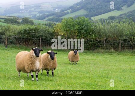 Beulah Speckle stand auf Weiden in walisischen Hügeln vor einem Widder. VEREINIGTES KÖNIGREICH. Stockfoto