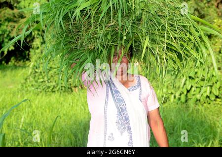 Farmfrauen tragen grünes Gras auf ihrem Kopf Stockfoto