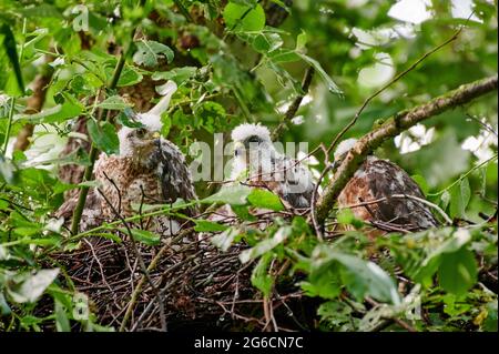 Eurasischer Sperber (Accipiter nisus) Jungvögel im Nest, Heinsberg, Nordrhein-Westfalen, Deutschland Stockfoto