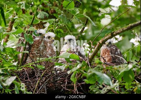 Sperber (Accipiter nisus) Jungvoegel im Nest, Heinsberg, Nordrhein-Westfalen, Deutschland Eurasischer Sperber (Accipiter nisus) flüchtet im Nest Stockfoto