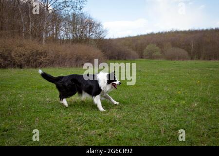 Schwarz-weißer Border-Collie, der im Park läuft und wachsam aussieht Stockfoto