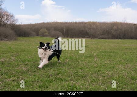 Schwarz-weißer Border-Collie-Hund, der einen Stock im grünen Gras holt Stockfoto