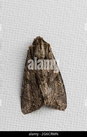 Dunkle Arches Moth (Apamea monoglypha) Stockfoto