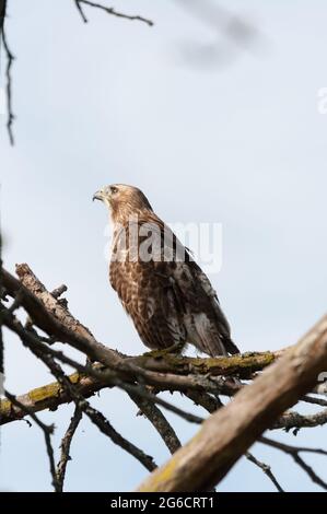 Unreifer Rotschwanzhawk (Buteo jamaicensis), der auf einem toten Baumglied thront Stockfoto
