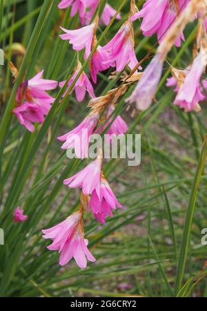Die rosafarbenen unteren Köpfe der Dierama Dracomontanum oder Drakenberg Wandblume, auch bekannt als Angels Fishing Rod, mit ihren hängenden oder hängenden Blüten. Stockfoto