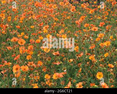 Leuchtend orange Geum Blumen Var. Ganz Tangerine wächst in einem sonnigen englischen Garten. Stockfoto