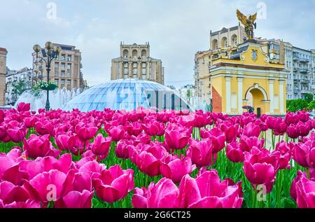 Die leuchtend violetten Tulpen vor den Toren von Lach befinden sich auf dem Maidan Nezalezhnosti-Platz in Kiew, Ukraine Stockfoto