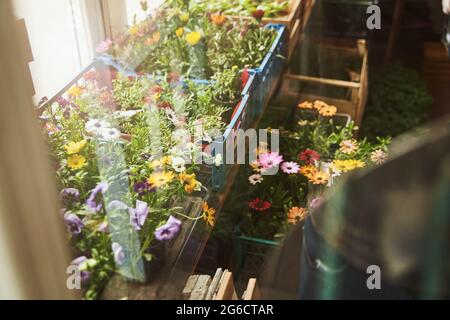 Schubladen mit blühenden Pflanzen auf der Landterrasse Stockfoto