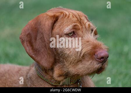 Porträt eines jungen ungarischen Drahthaarigen Vizsla Welpen Stockfoto