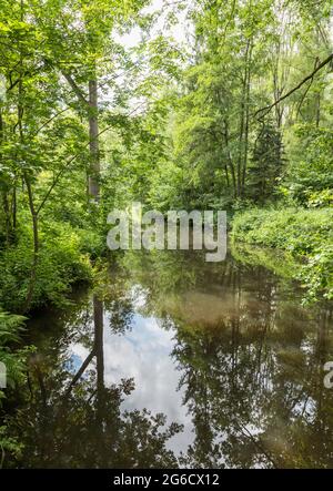 Kleiner Teich im grünen Wald Stockfoto