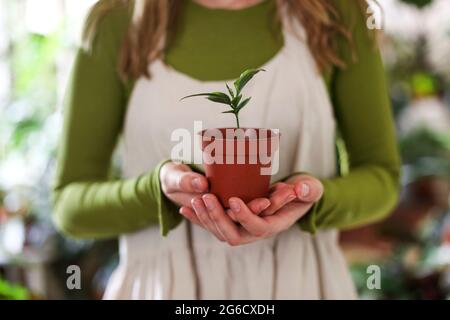 Ruhiges Weibchen in grüner Schürze, das sich um die Blumenpflanze in Töpfen kümmert, während es im Blumengeschäft arbeitet. Nahaufnahme Stockfoto
