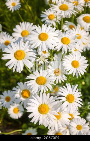 Recklinghausen, Nordrhein-Westfalen, Deutschland - Margueriten blühen auf einer Sommerwiese. Stockfoto