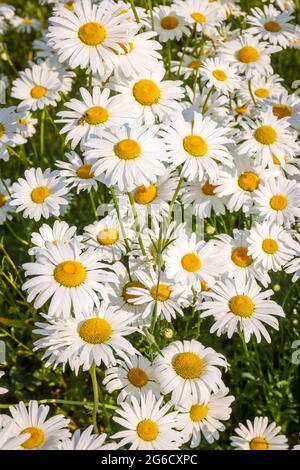 Recklinghausen, Nordrhein-Westfalen, Deutschland - Margueriten blühen auf einer Sommerwiese. Stockfoto