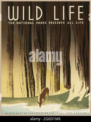 Reiseplakat: Wild Life – die Nationalparks bewahren alles Leben von Künstler Nicholson, Frank S. c 1940. Ein Hirsch, der aus einem Bach im Wald trinkt. Stockfoto