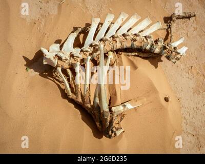 Knochen eines toten Tieres in der Sahara in Marokko gefunden Stockfoto